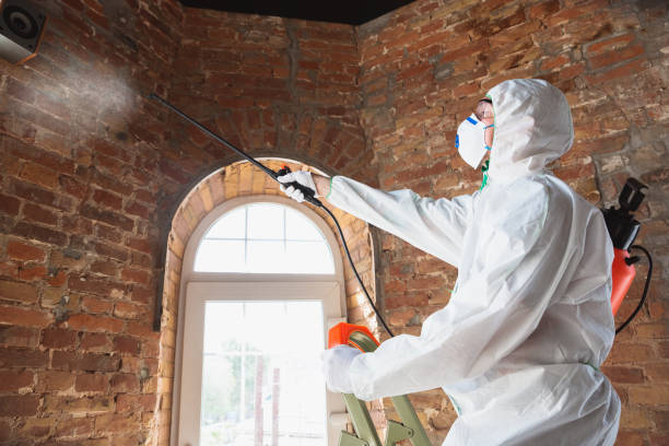 Trusted Susanville, CA Mold Removal Experts